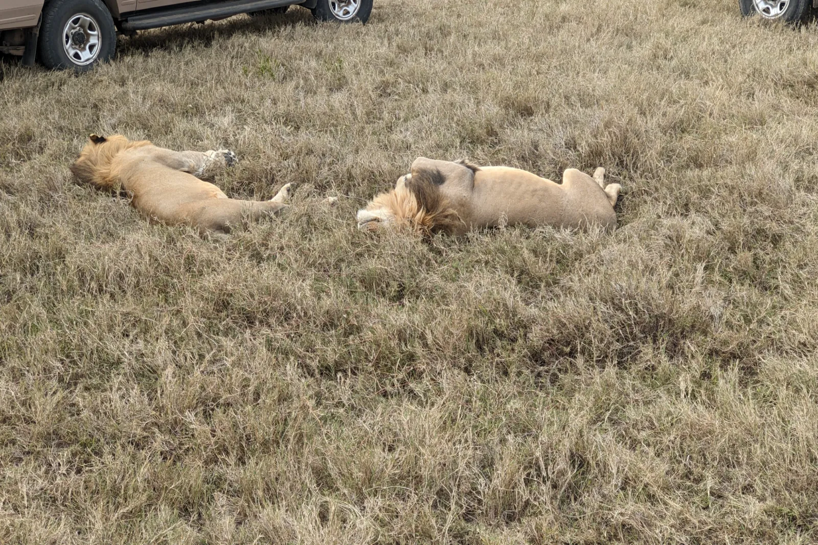 Tanzania Sharing Safaris