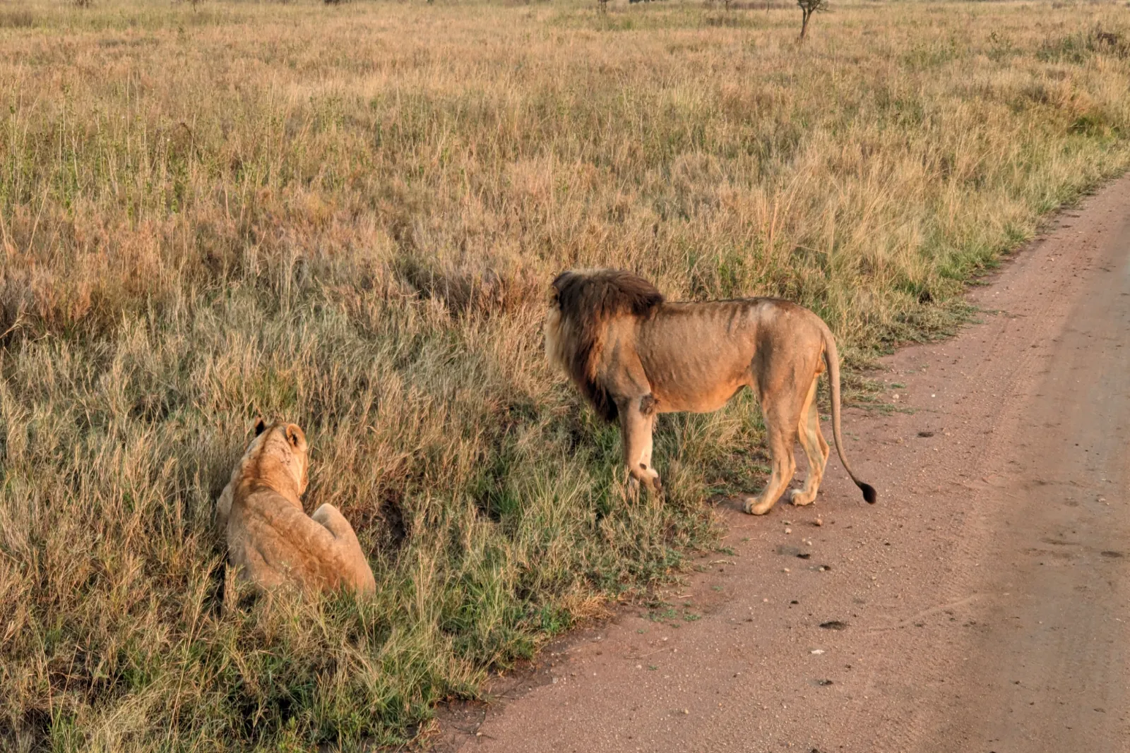 Tanzania Sharing Safaris
